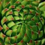 Técnicas para cultivar plantas de sedum