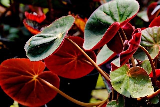 Beneficios de la begonia en la medicina natural