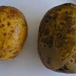 Diferencias entre el Jobo de la India y otras especies de Spondias