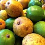 Origen y distribución del Jobo de la India